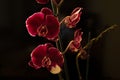 Flower Orchid Phalaenopsis Black Background/ Phalanx`s, Phalanxes, Fluency`s, Flounces, Flounce`s