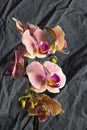 Flower Orchid Phalaenopsis Black Background/ Phalanx`s, Phalanxes, Fluency`s, Flounces, Flounce`s