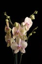 Flower Orchid Phalaenopsis Black Background/ Phalanx`s, Phalanxes, Fluency`s, Flounces, Flounce`s