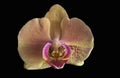 Flower Orchid Phalaenopsis Black Background/ Phalanx`s, Phalanxes, Fluency`s, Flounces, Flounce`s