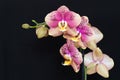 Flower Orchid Phalaenopsis Black Background/ Phalanx`s, Phalanxes, Fluency`s, Flounces, Flounce`s