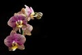 Flower Orchid Phalaenopsis Black Background/ Phalanx`s, Phalanxes, Fluency`s, Flounces, Flounce`s