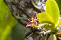 Flower of the orchid species Phalaenopsis cornu cervi