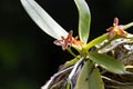 Flower of the orchid species Phalaenopsis cornu cervi