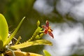 Flower of the orchid species Phalaenopsis cornu cervi