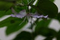 Flower of the orchid tree Bauhinia variegate Royalty Free Stock Photo