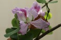 Flower of the orchid tree Bauhinia variegate Royalty Free Stock Photo
