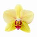 Flower of orchid yellow color isolated on white background