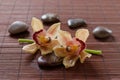 Flower orchid and zen stones