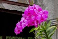 Flower orchids beautiful in Thailand. Royalty Free Stock Photo