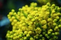 Flower Oregon grape,Flowering Mahonia aquifolium Oregon-grape wi Royalty Free Stock Photo