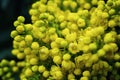 Flower Oregon grape,Flowering Mahonia aquifolium Oregon-grape wi Royalty Free Stock Photo