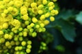 Flower Oregon grape,Flowering Mahonia aquifolium Oregon-grape wi Royalty Free Stock Photo