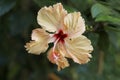 flower ornamental salmon color hibiscus Royalty Free Stock Photo