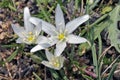 Ornithogalum ssp, probably O. divergens, Crete