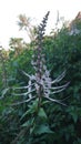 A flower of Orthosiphon stamineus 