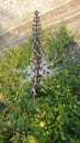 A flower of Orthosiphon stamineus, an Indonesia herb also known locally as kumis kucing