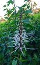 A flower of Orthosiphon stamineus, an Indonesian herb also known as kumis kucing