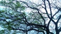 Look up sky under a tree in Osaka Castle, Japan