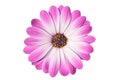 Flower of osteospermum