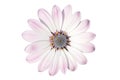 Flower of osteospermum