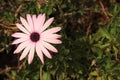 Flower of the Osteospermum, Spanish Daisy Royalty Free Stock Photo