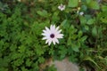 Flower osteospermum white daisy