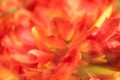 Flower in out of focus. Bright orange-red flower close up.Abstract red background from tulip petals and roses. Blur blur Royalty Free Stock Photo