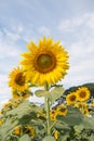 Flower outstanding in a sunflower field. Royalty Free Stock Photo