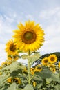 Flower outstanding in a sunflower field. Royalty Free Stock Photo