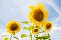 Flower outstanding in a sunflower field. Royalty Free Stock Photo