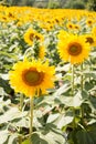 Flower outstanding in a sunflower field. Royalty Free Stock Photo