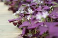 Flower Oxalis triangularis (Purple shamrock) Royalty Free Stock Photo
