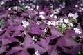 Flower Oxalis triangularis (Purple shamrock) Royalty Free Stock Photo