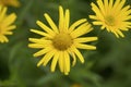 Flower of an oxe eye, Buphthalmum salicifolium