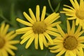 Flower of an oxe eye, Buphthalmum salicifolium