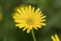 Flower of an oxe eye, Buphthalmum salicifolium