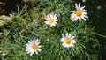 Flower oxeye daisey