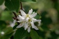 Flower of a Pacific serviceberry, Amelanchier alnifolia