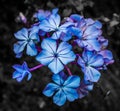 Flower pack with a mono-color selection blue