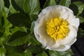 Flower - Paeonia Lactiflora - Chinese Peony