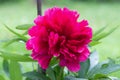 Flower Paeonia officinalis close-up. Paeonia officinalis has blossomed on the site