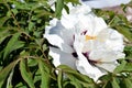 Flower of Paeonia rockii Royalty Free Stock Photo