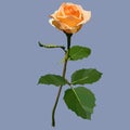 Flower painted rose of peach color on the stem with leaves