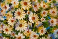 Chamomile white wildflowers on a blue background