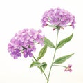 Detailed Botanical Illustration Of Purple Flowers On White Background Royalty Free Stock Photo