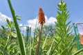 Flower of palm tree