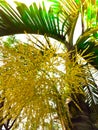 The flower of palm tree with sunflare effected