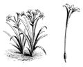 Flower, Pancratium, Maritimum, leaves, linear, evergreen, white vintage illustration