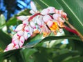 Flower panicle of an Alpinia zerumbet